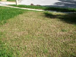 Tropical Sod Webworms